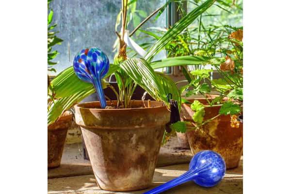How to use watering globes for plants
